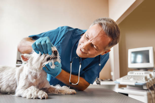 Best Mobile Emergency Dentist in Centerville, UT